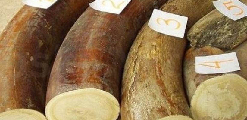 Китайская компания планирует запустить производство продукции из бивня мамонта в Якутии