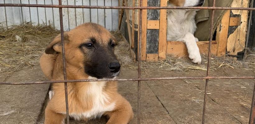 Более 2600 бродячих собак отловили в Якутии