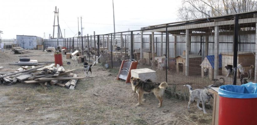 Комитет СФ: Умерщвление животных не соответствует нормам справедливости и гуманности, принятым в российском обществе