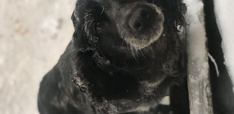 Живодеров хотят обязать проходить психологическую экспертизу