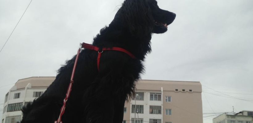 В Якутии увеличены штрафы за нарушение Правил содержания домашних животных