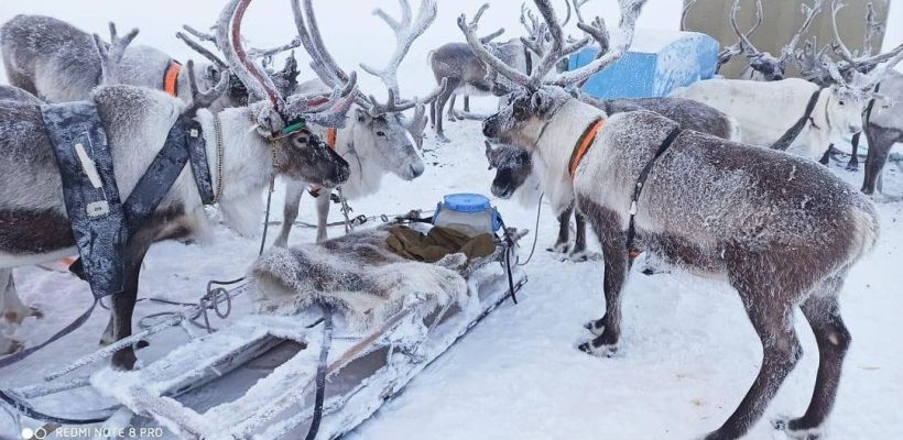 Они поедут, они помчатся на оленях по озеру Сайсары