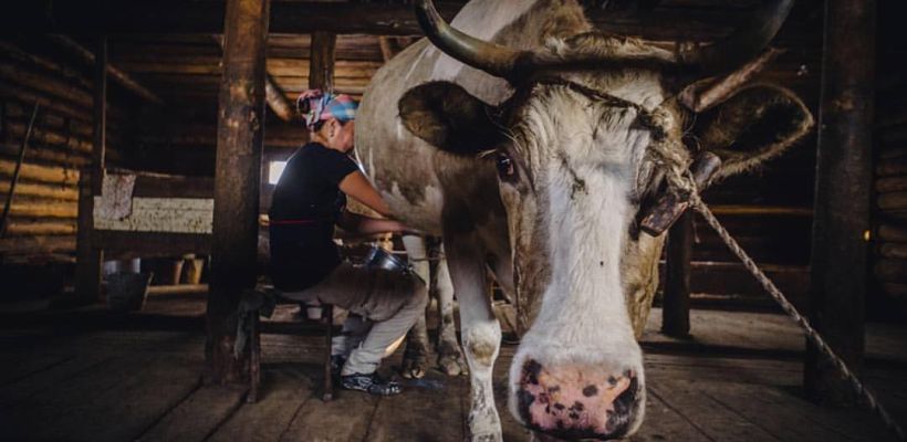 Фермеры Якутии ждут молочные выплаты: Минсельхоз предложил заводам взять ответственность за недоработку власти