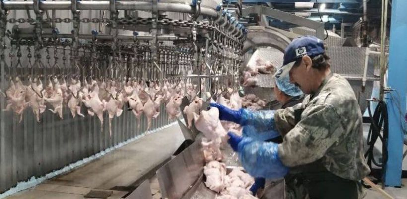 В полуфабрикатах мяса цыплят-бройлеров Нерюнгринской птицефабрики обнаружили сальмонеллу