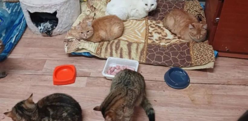 В Фонде помощи животным «4 лапки» в Якутске заявили о нехватке средств на содержание кошек