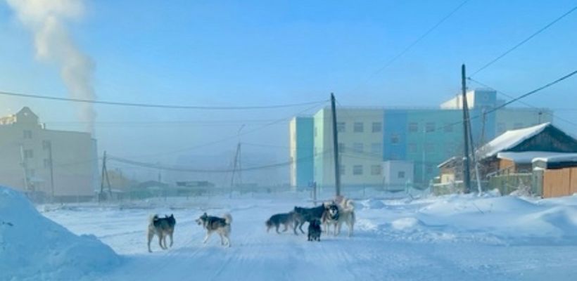 Стаю агрессивных собак заметили вблизи детского сада в Покровске