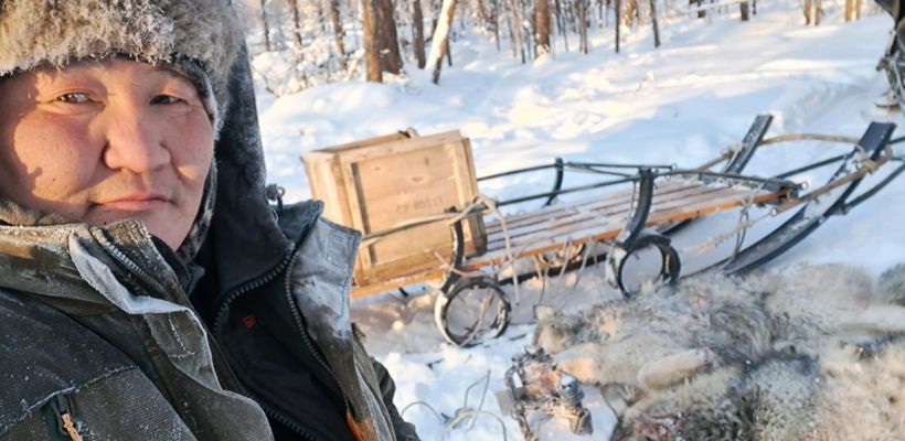 Якутский охотник: «Волк по уровню интеллекта в привычных для него условиях порой превосходит человека»