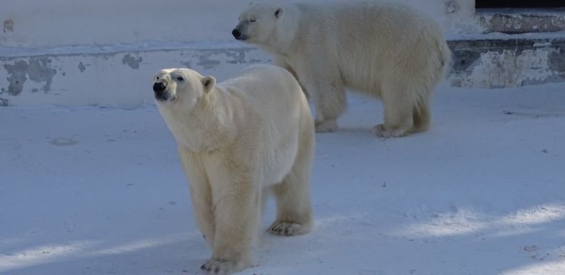 Глава Якутии сообщил радостную весть о рождении двойни у белых медведей