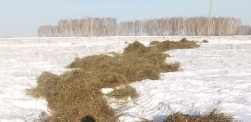 В Сибири целый город окружили забором из сушёной травы