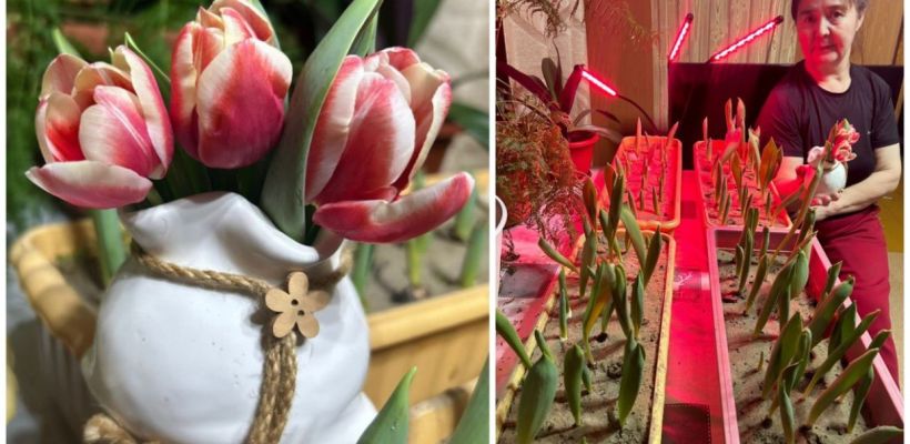 «Тюльпаны – моя мечта!»: У жительницы Горного улуса распустились диковинные цветы