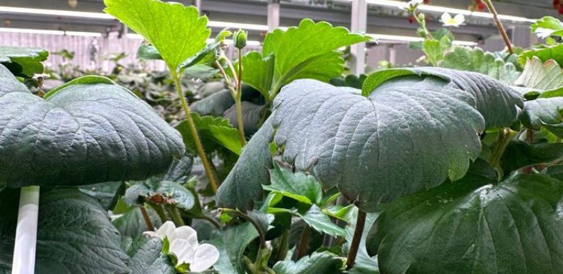 Житель Якутска выращивает клубнику в круглогодичной теплице, построенной за три миллиона рублей. А теперь хочет приостановить бизнес