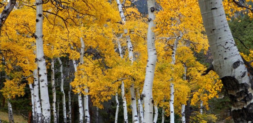 Дедушка Байанай или злой дух? Почему якуты не любят осину