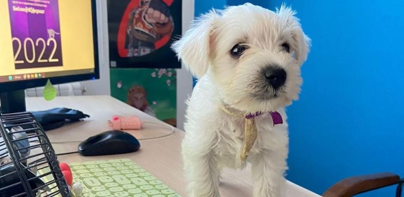 «Стажер Шелли»: В Якутске щенок устроился на работу в библиотеку