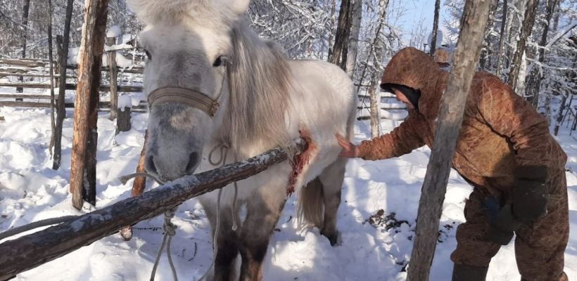 В Вилюйском районе ветеринары спасли лошадь, в которую вонзилось упавшее дерево