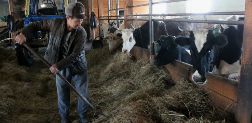Якутия — лидер по количеству фермеров. Но поголовье скота и лошадей снижается каждый год