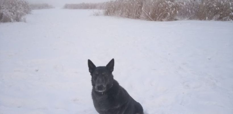 В Якутске служебная собака помогла найти преступников, совершивших нападение на продуктовый магазин