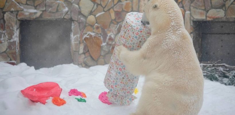 «Хаарчаана умная, талантливая и добрая». Зоолог ответил на вопросы о звезде Ленинградского зоопарка