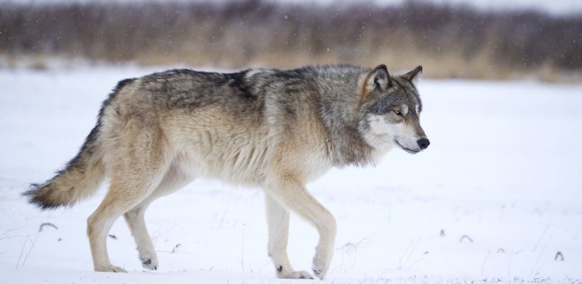 Беспилотник помог установить местонахождение волка, вышедшего в поселок Пеледуй. Хищник скрывается на территории заброшенного завода