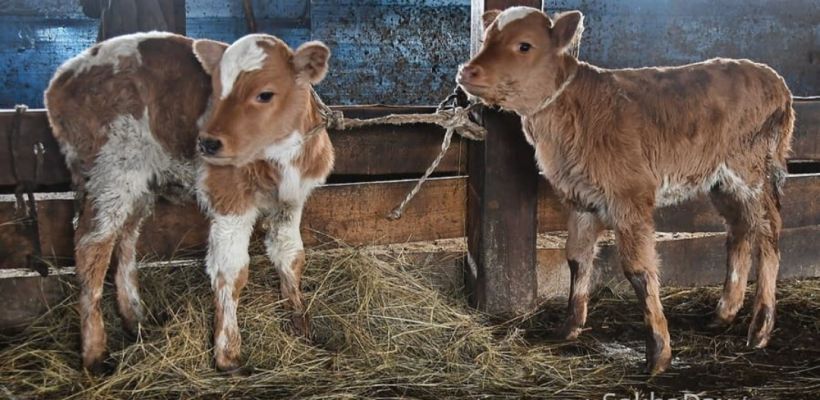 Якутский ученый хочет внедрить ЭКО для коров ради повышения качества поголовья