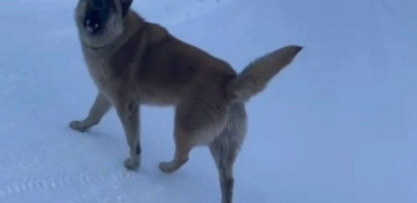 В Якутске пытаются отловить агрессивную собаку, облаявшую женщину с ребенком