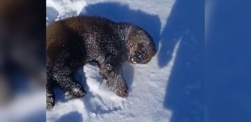 В Якутии охотники подстрелили росомаху и сняли на видео