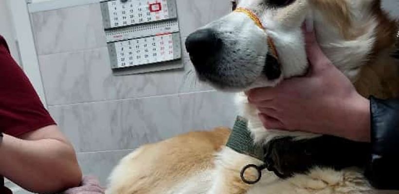 В Якутске скончался «говорящий» пес Догор