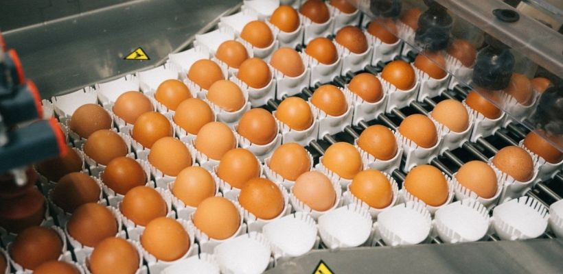 Где местные яйца? В Якутской птицефабрике сообщили о причинах повышенного спроса