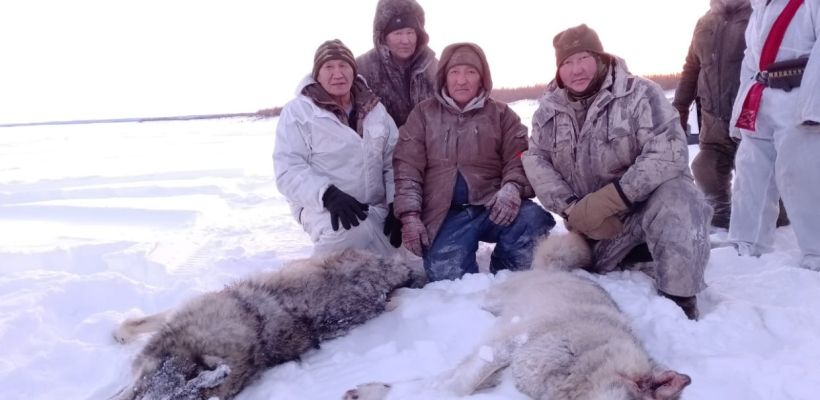 В Намском улусе охотники убили двух волков, обитавших у села Харыялах