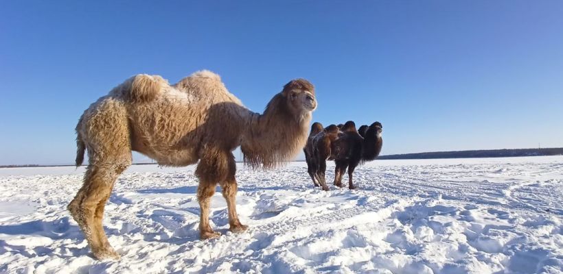 «Прикольные создания»: Как в Нижнеколымском улусе живут верблюды?