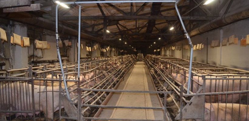 Хатасский свинокомплекс не закрывается, в планах строительство нового здания