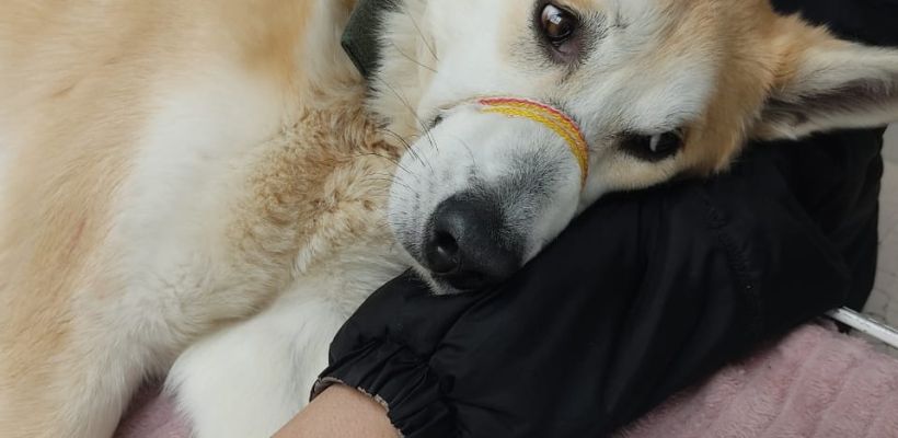 В Якутске "говорящий" пес Догор госпитализирован с отравлением