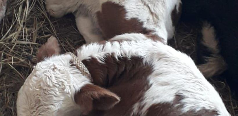 В хозяйстве якутян Игнатьевых, получивших в дар корову от Путина, родились Джиджи и Белла Хадид