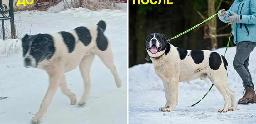 Агрессивный алабай из Жатая нашел хозяев в Москве