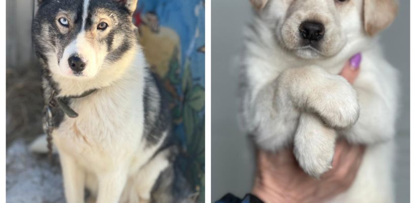 Якутские депутаты предложили умерщвлять собак через месяц. В приюте считают, что это противоречит закону