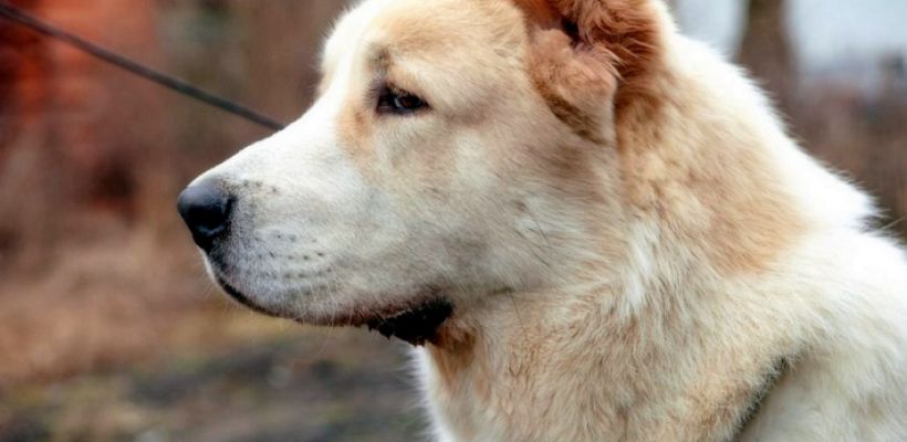 Алабай укусил ребенка в Якутске