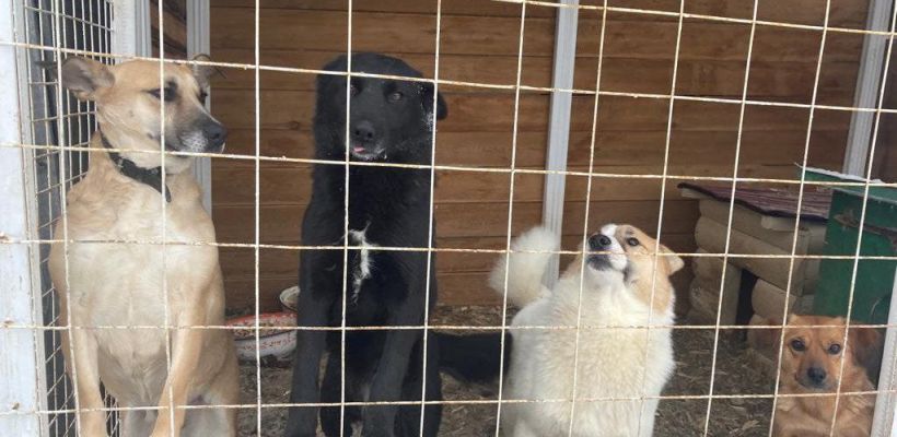 В Якутии на бездомных собак потрачено 94,4 миллиона рублей