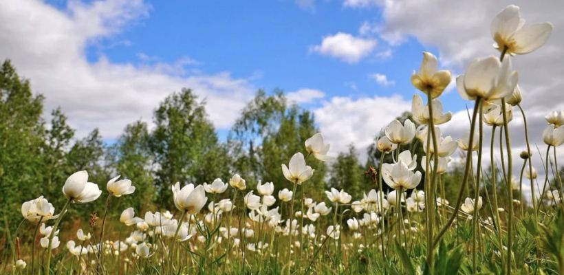 Каким будет лето в Якутии. Гидрометцентр России выпустил прогноз погоды на апрель-сентябрь