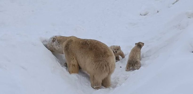 В голосовании за лучшие имена для белых медвежат лидирует вариант Лоокут и Нюргуhун