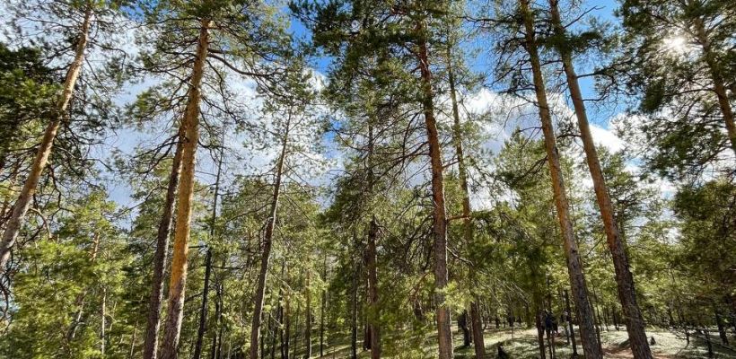 Синоптики: к выходным в Якутске потеплеет до +26 градусов