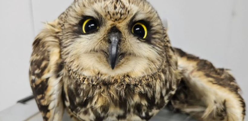 В Якутии спасли сову, запутавшуюся в колючей проволоке