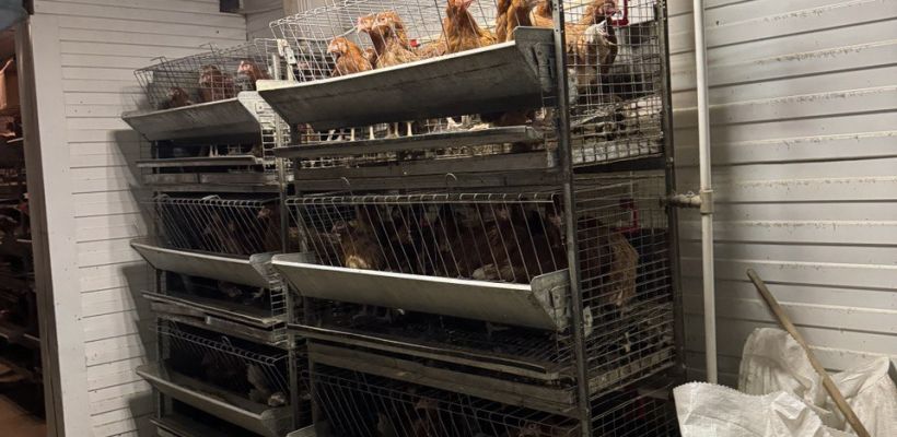 Единственному в якутской Арктике птицецеху отказали в поддержке властей