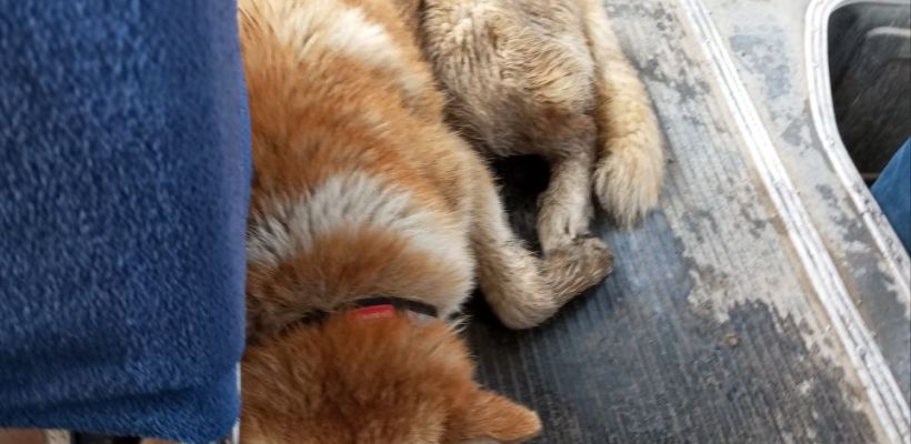 В Якутске потерялся пес. Байаная видели катающимся на разных автобусных маршрутах