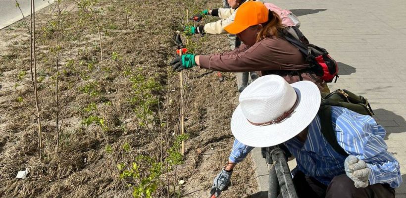 Мэрия Якутска: Всего по проспекту высажено более 5,5 тысячи деревьев и кустарников