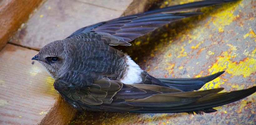 Какое якутское лето без стрижей — эти птицы оккупируют весь город. Чем Якутск их так привлекает?