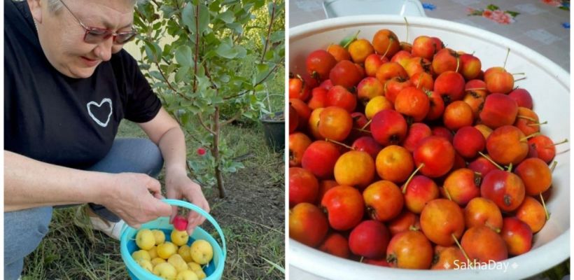 Пенсионерка из Якутии пошла учиться на агронома и стала «Студентом года – 2024»