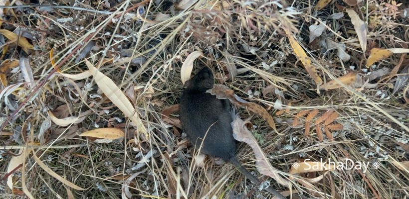 Крысы в Якутске: как переселились в советские годы и угрожают городу в наши дни