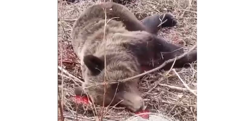 «Медведицу добыли охотники из Юнкюря, медвежат задрали собаки», — семейство косолапых, замеченное рядом с Олекминском, убито