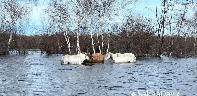 «Лошади ушли под воду на глазах»: Семья из села Бютяй-Юрдя Намского улуса потеряла все поголовье