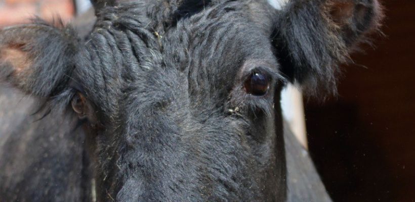 В Ленинградском зоопарке объяснили плачевное состояние коровы Сахаи ее пожилым возрастом