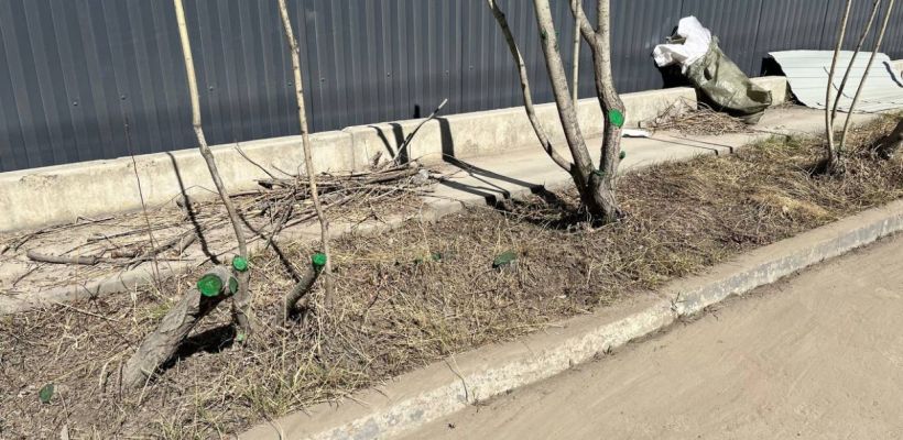 Главный озеленитель Якутска объяснила, почему срезы тальника красят "зеленкой"